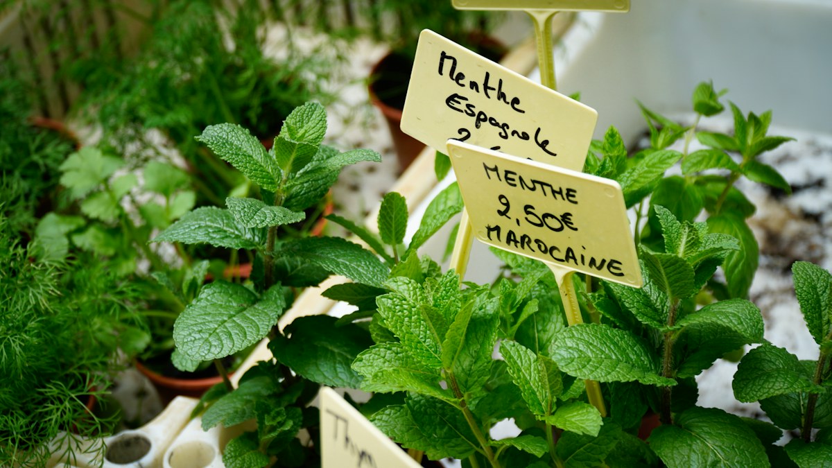 Herbs category image