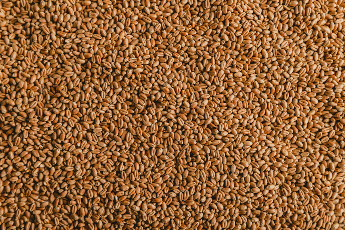 Seeds category image